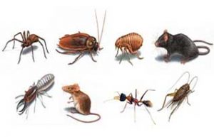 bocek-ilaclama-firmasi-1