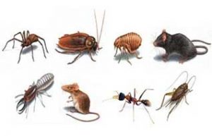 bocek-ilaclama-servisi-1