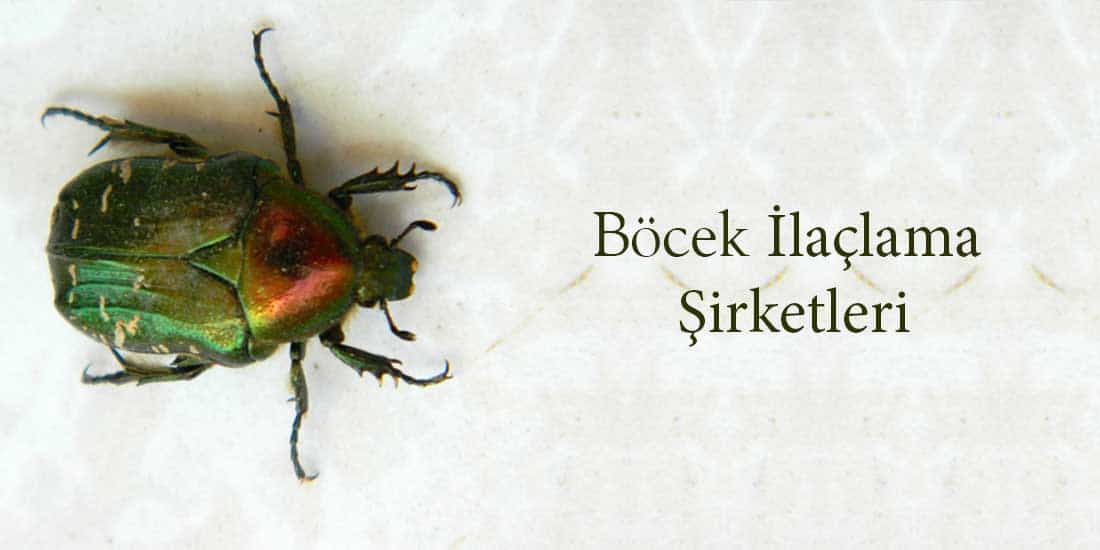 bocek-ilaclama-sirketleri-1