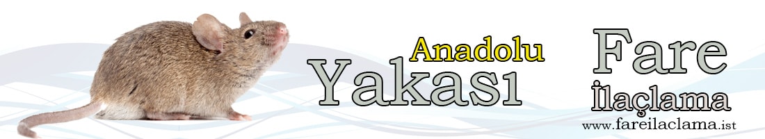 anadolu-yakası-fare-ilaçlama